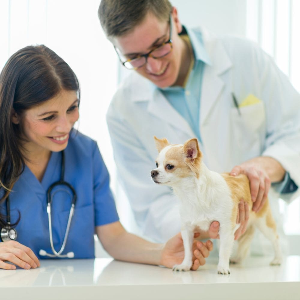 Medivet Los Sauces – Clinicas Veterinarias – Imagen 1