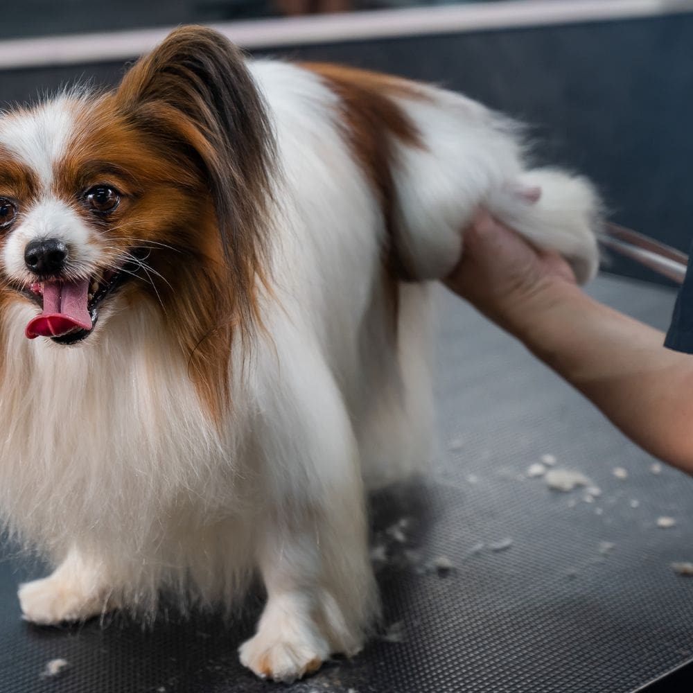 Veterinario La Guindalera-Centro Veterinarios-Milla de Oro-Barrio Salamanca-imagen-5